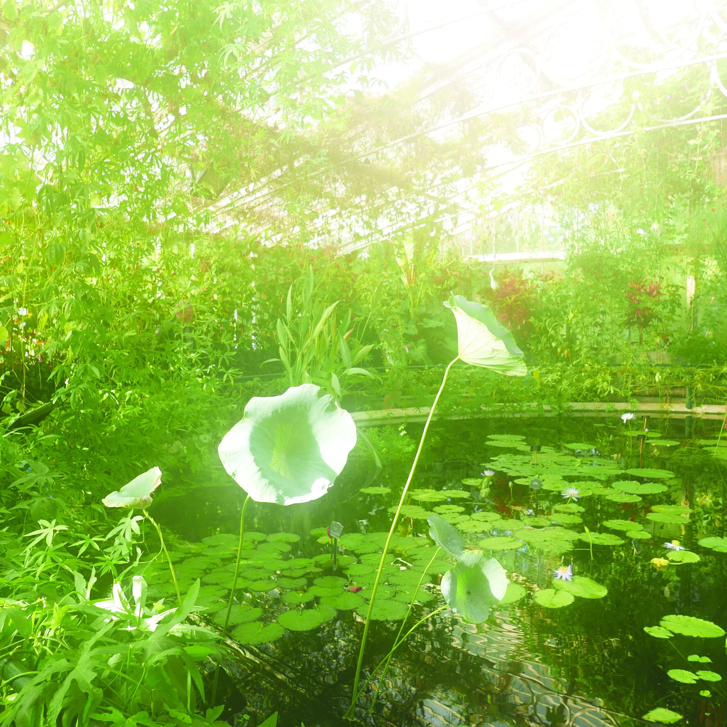 Organised scenery — Loh Xiang Yun